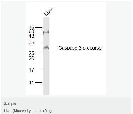 60594c11eef0b.png image.png