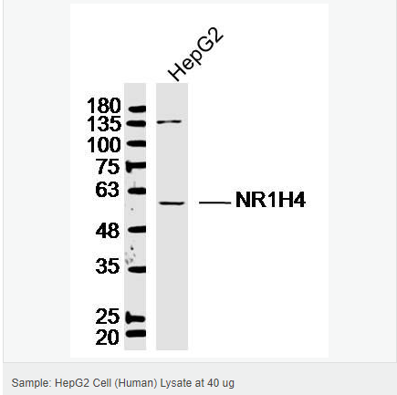 6066c8f2ee6ee.png image.png