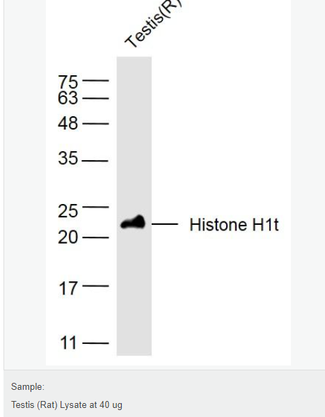 60765f496ec2a.png image.png