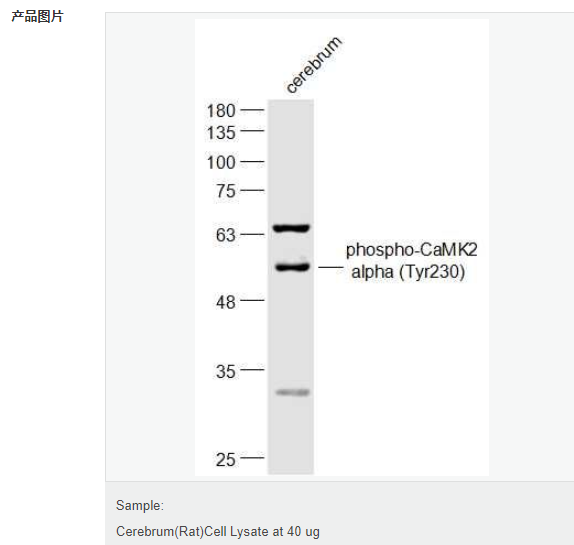 6077af91dadf8.png image.png