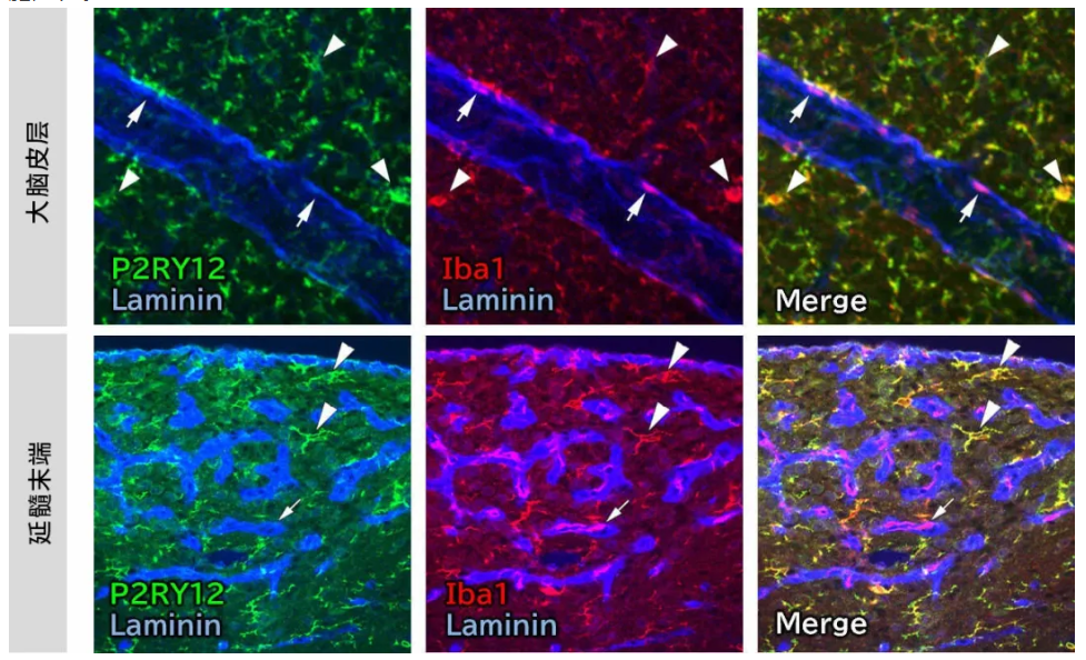 67ab001729cb2.png image.png